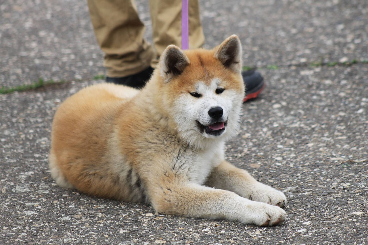 akita-2534992_1280