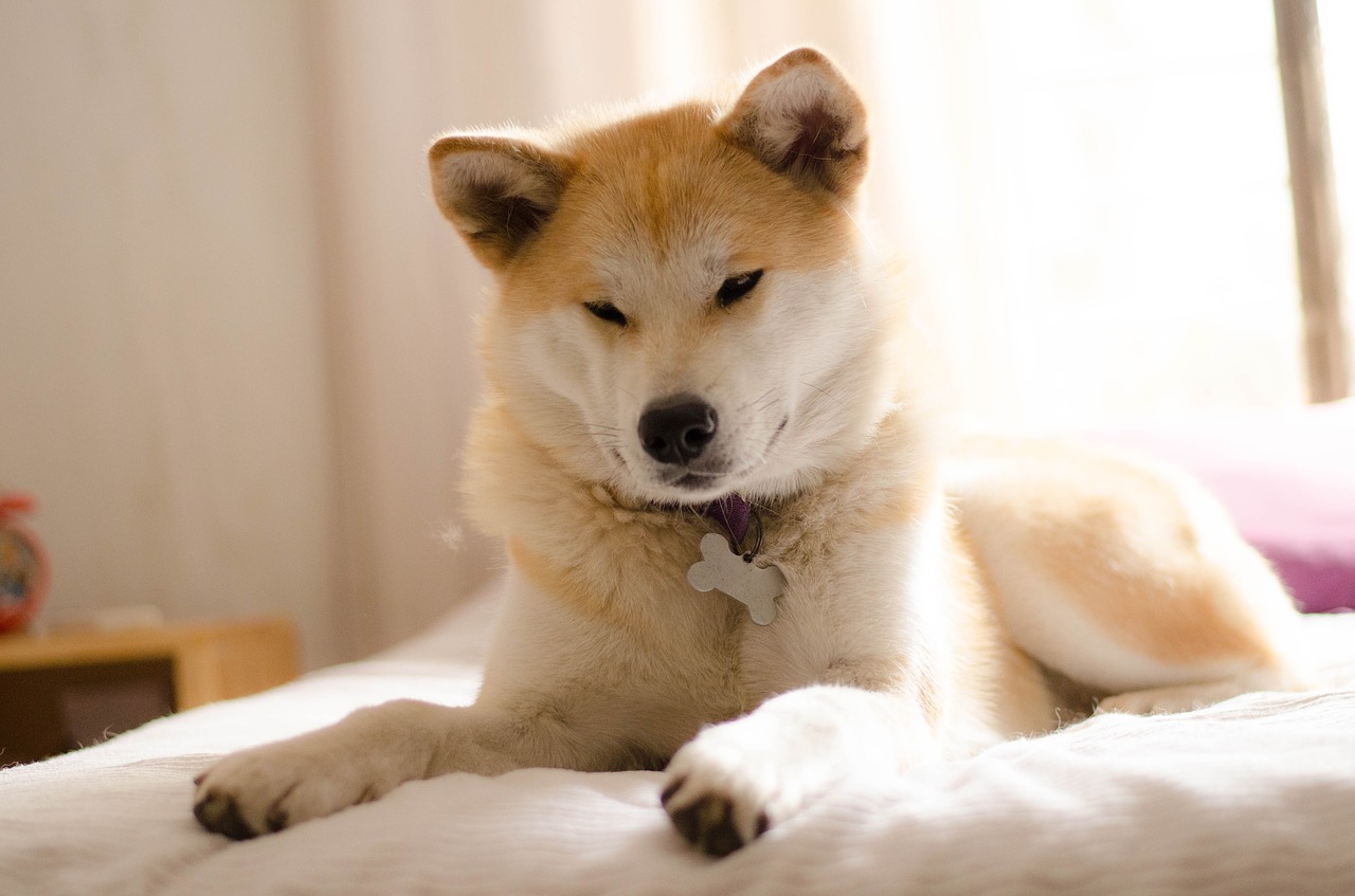 dog-3388069_1280